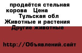 продаётся стельная корова › Цена ­ 125 000 - Тульская обл. Животные и растения » Другие животные   
